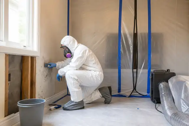Mold Remediation Website Design Mold Remediation service image